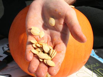 Pumpkin Seeds in Hand