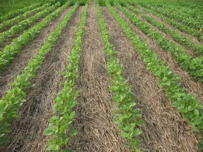 Rows of young green plants growing in straw-mulched field