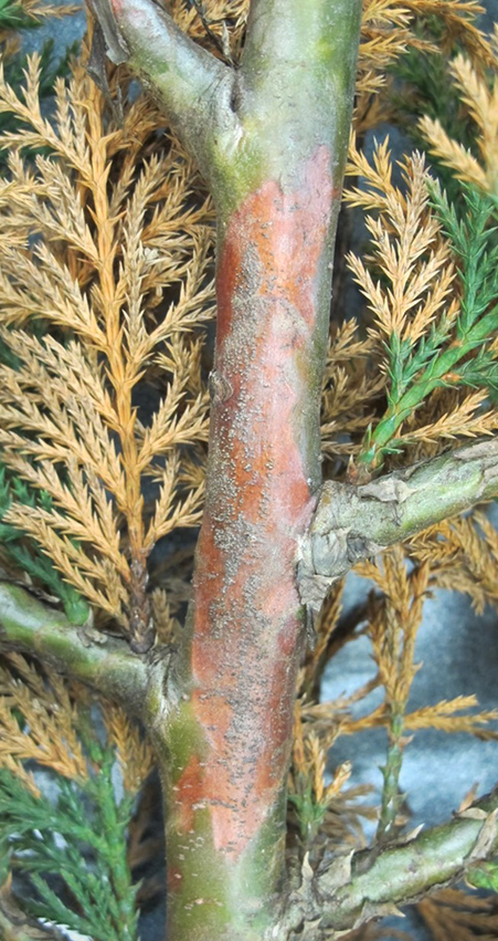 Conifer branch with green and reddish bark, powdery patches and brown and green needles