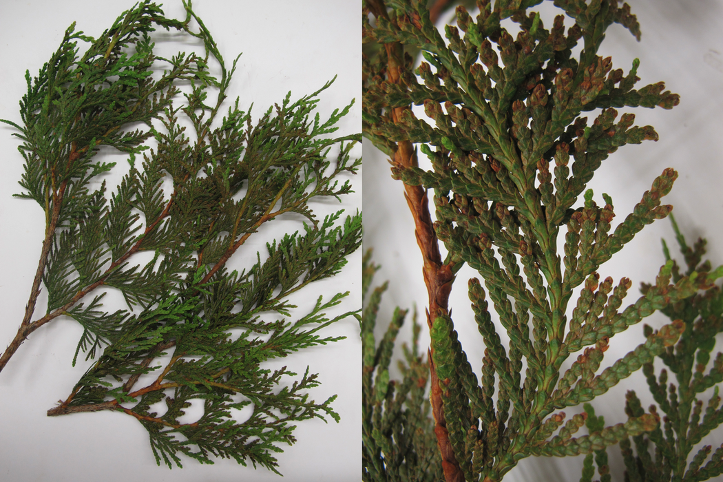 Evergreen branch clippings with scale-like leaves, left wide view and right close-up