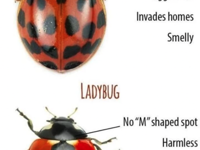 Ladybugs