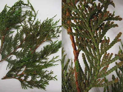 Evergreen branch clippings with scale-like leaves, left wide view and right close-up