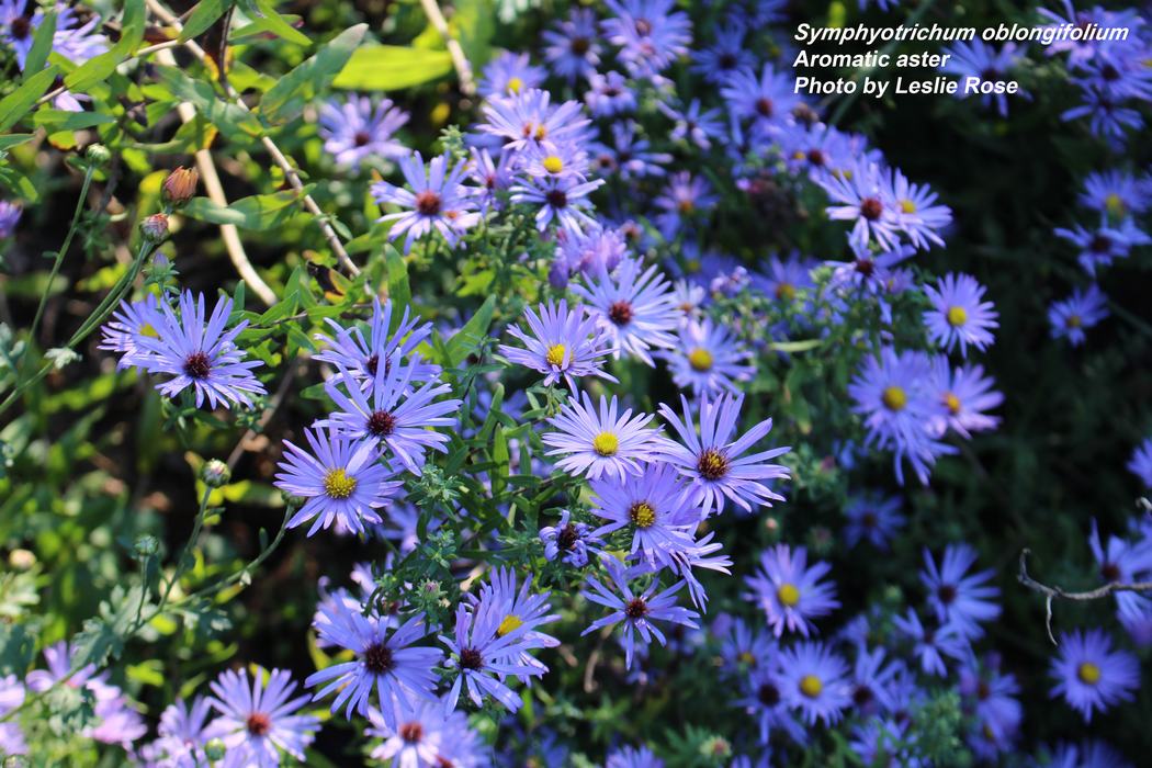 Aromatic aster flowers