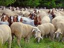 Herd of sheep with brown-and-white goats grazing in grassy field at tree line