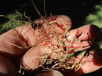 infested Japanese boxwood roots