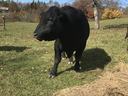 black bull