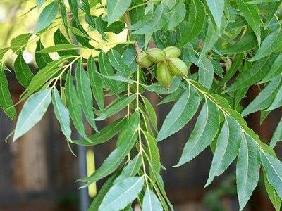 Hanging tree branch with pinnate leaves and clusters of green round nuts