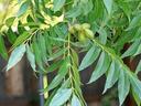 Hanging tree branch with pinnate leaves and clusters of green round nuts
