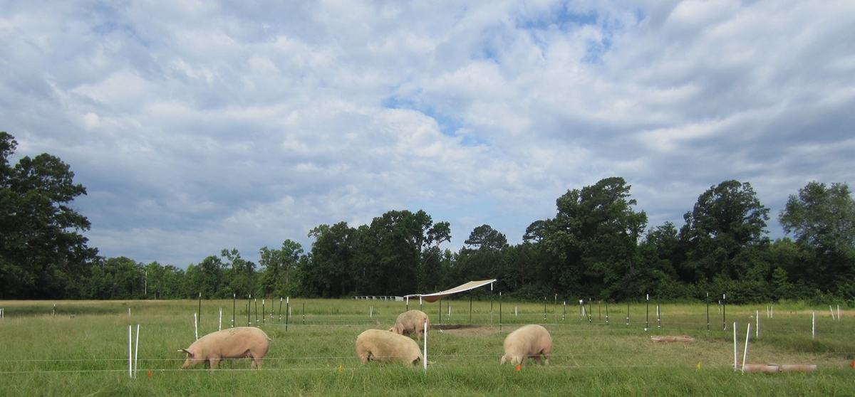 Pasture Pork