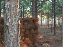 A stack of baled pine straw in a loblolly stand