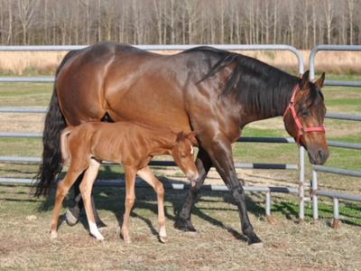 Horse and foal together