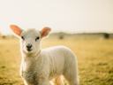 Young white lamb standing in a sunlit grassy field