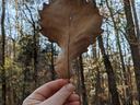 Leaf-Cleanup