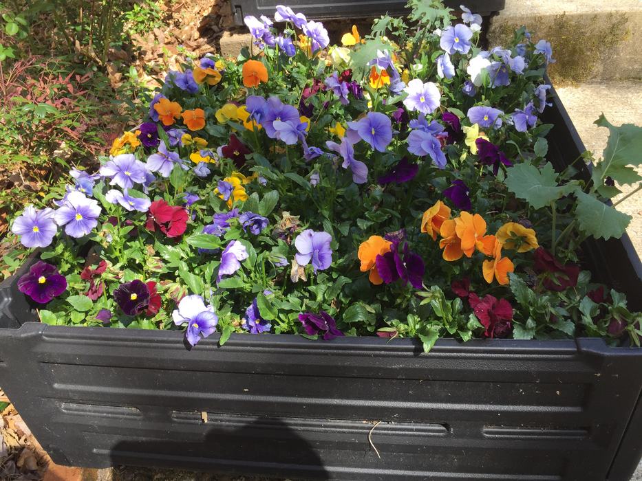 cool season annuals