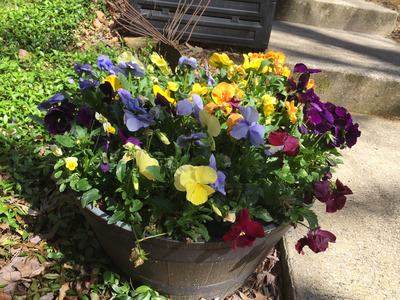 cool season annuals