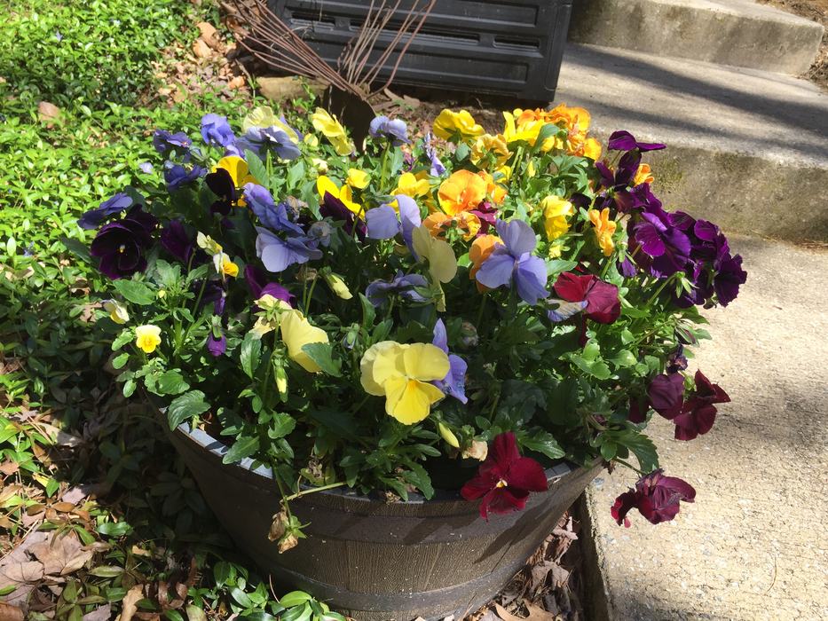 cool season annuals