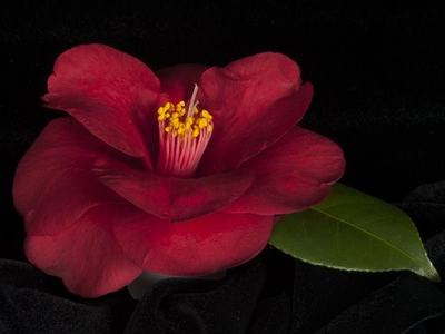 red camellia