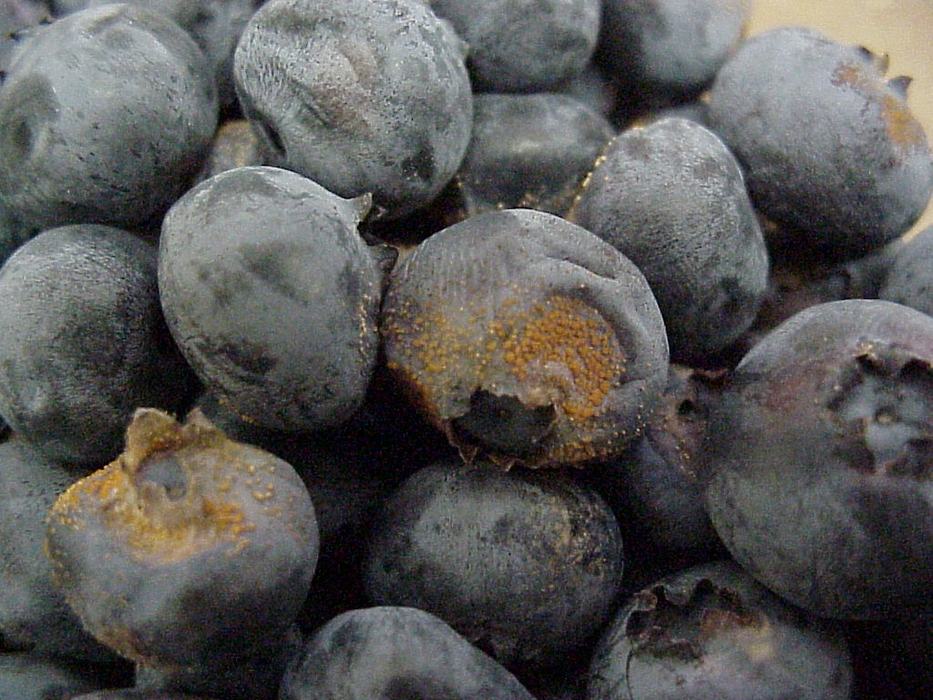 Ripe rot in cup