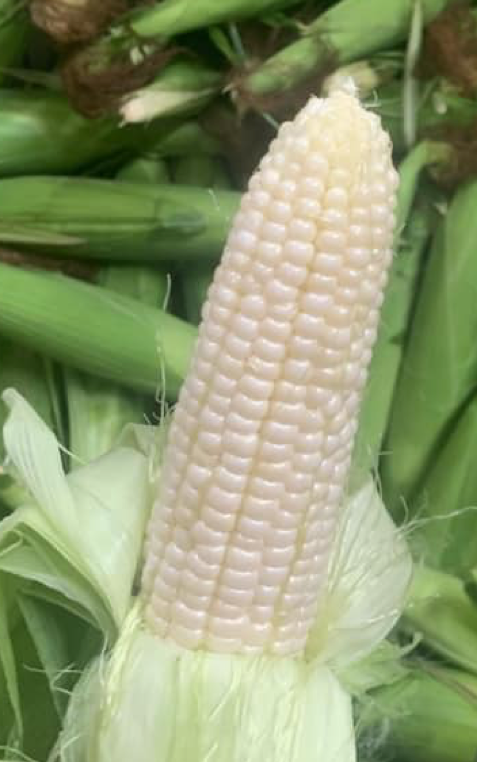 An ear of white sweet corn.