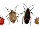 Four illustrated insects—ladybug, brown stink bug, orange-black bug, and round brown beetle—side by side