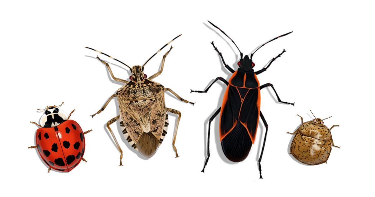 Four illustrated insects—ladybug, brown stink bug, orange-black bug, and round brown beetle—side by side