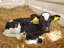 dairy calf