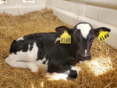dairy calf