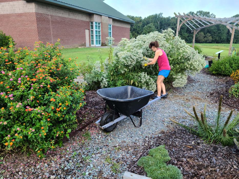 Working in the Pollinator Haven Garden