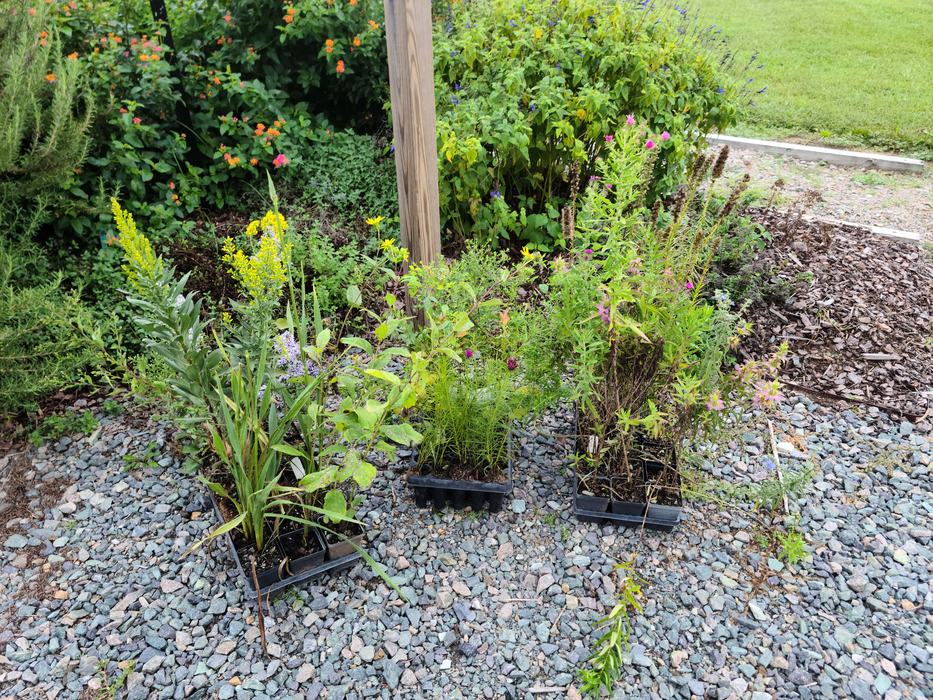 Pollinator Plants