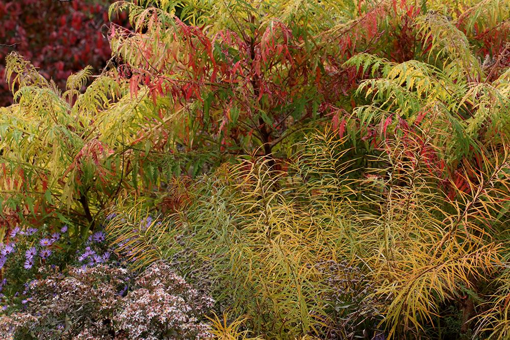 Blackhaw viburnum, staghorn sumac, bluestar, white wood aster, and aromatic aster.