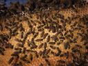 Bees on honeycomb