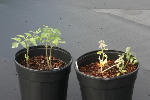 Two pots with seedlings. The pot on the left has normal growth. The pot on the right has herbicide damage. Plants are spindly, leaves are small and white, some listing others curled. cy one pot seedlings are damaged by herbicide residue