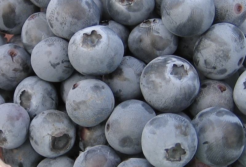 Upclose shot of blueberries