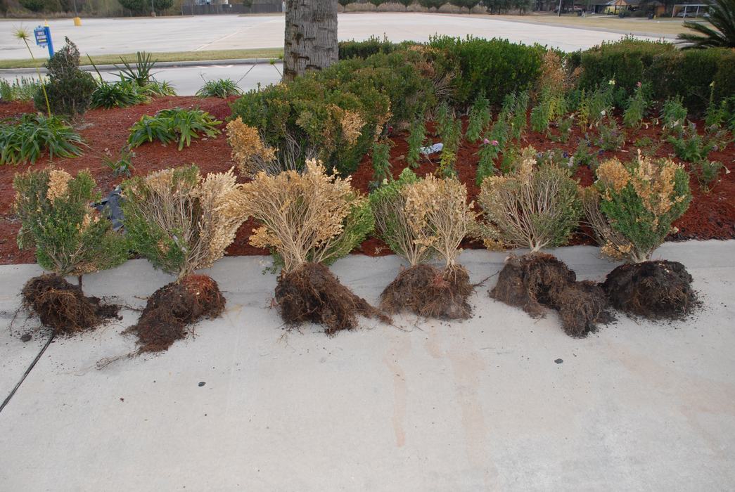 Uprooted Boxwood beside a flowerbed. 