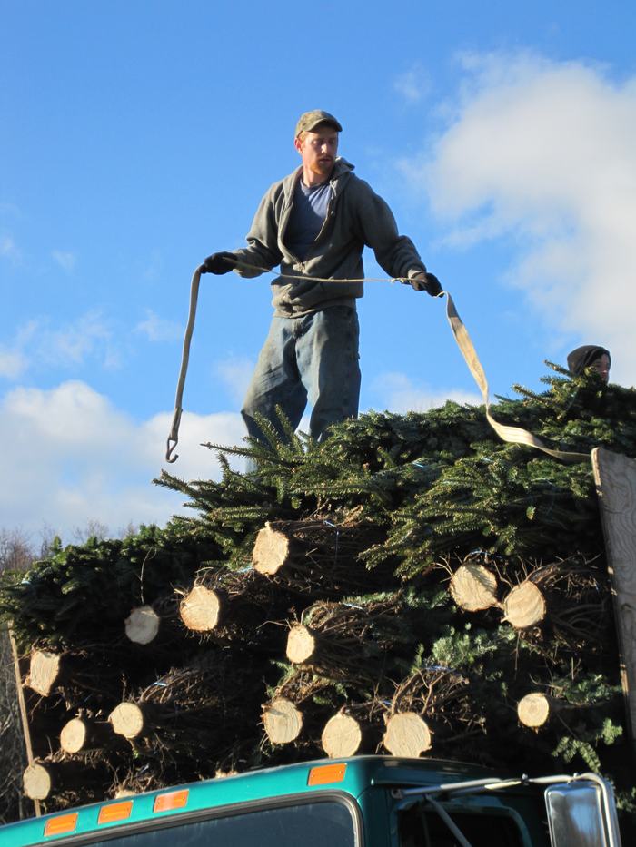 Tying Down Fraser fir Trees