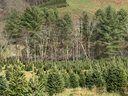 Christmas Tree Farm