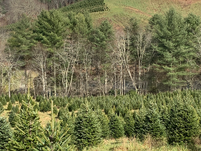 Christmas Tree Farm
