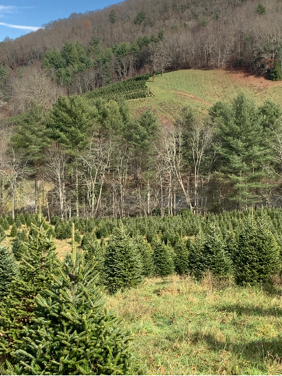 Christmas Tree Farm