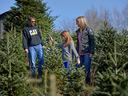 Man, woman and girl looking at and touching young evergreen trees in a tree lot