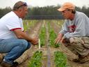 Extension agents looks over research crops
