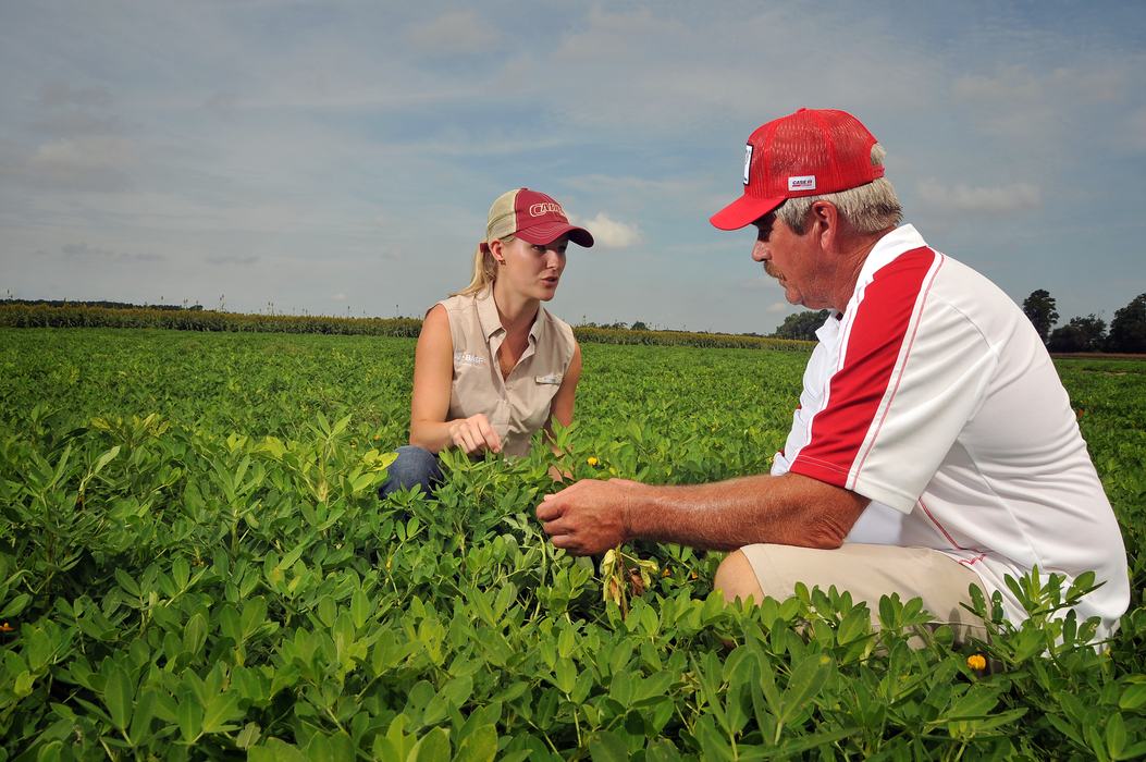 Peanut Field Day