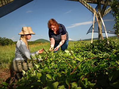 Two women harvesting leaves from low green plants under a shade structure