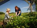 Two women harvesting leaves from low green plants under a shade structure