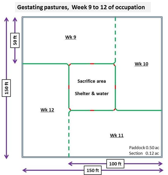 Weeks 9-12