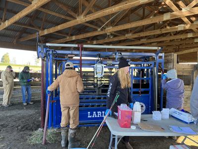 Several people handling cattle at a blue livestock chute inside a wooden-roofed barn