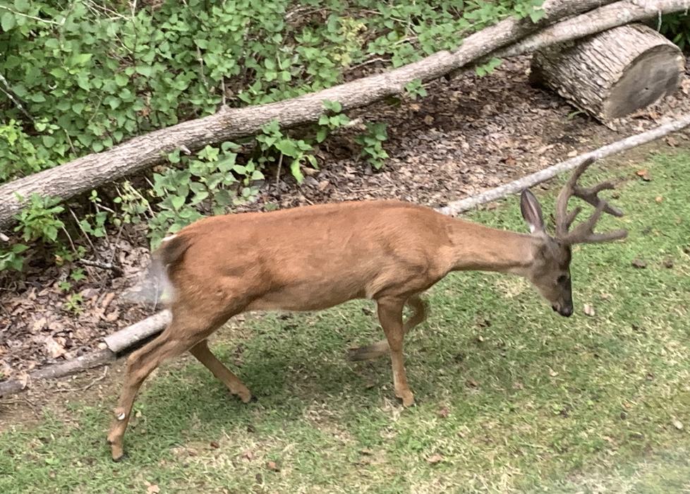 Landscape deer are basically tick dispensers, dropping ticks as they walk and feed.