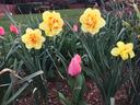 Yellow double daffodils with a single pink tulip among green leaves in a garden bed