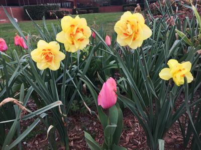 Yellow double daffodils with a single pink tulip among green leaves in a garden bed