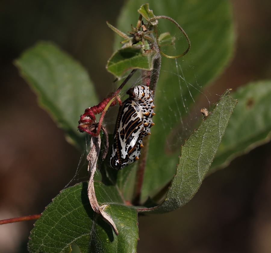 Variegated fritillary chrysalis on purple passionflower vine