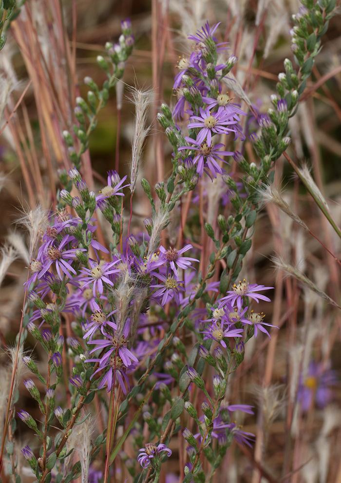 Purple flowers line long stems.